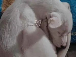 Cachorro raça SRD-ViraLata idade 2 a 6 meses nome Maya