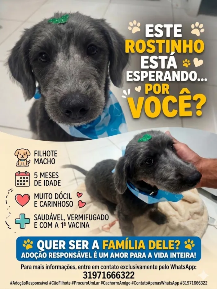 Cachorro raça SRD-ViraLata idade 7 a 11 meses nome Boris