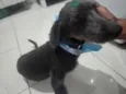 Boris