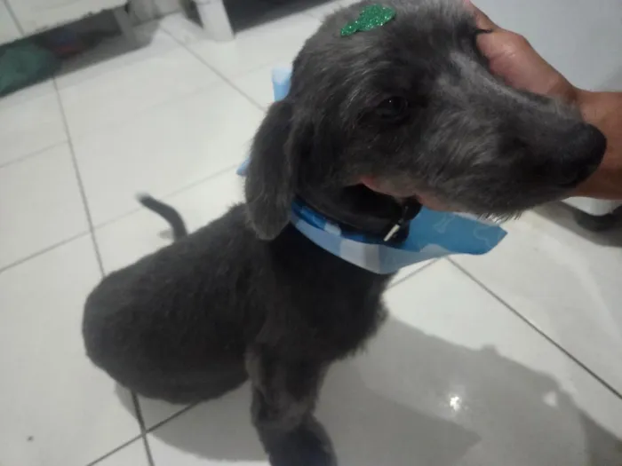 Cachorro raça SRD-ViraLata idade 7 a 11 meses nome Boris
