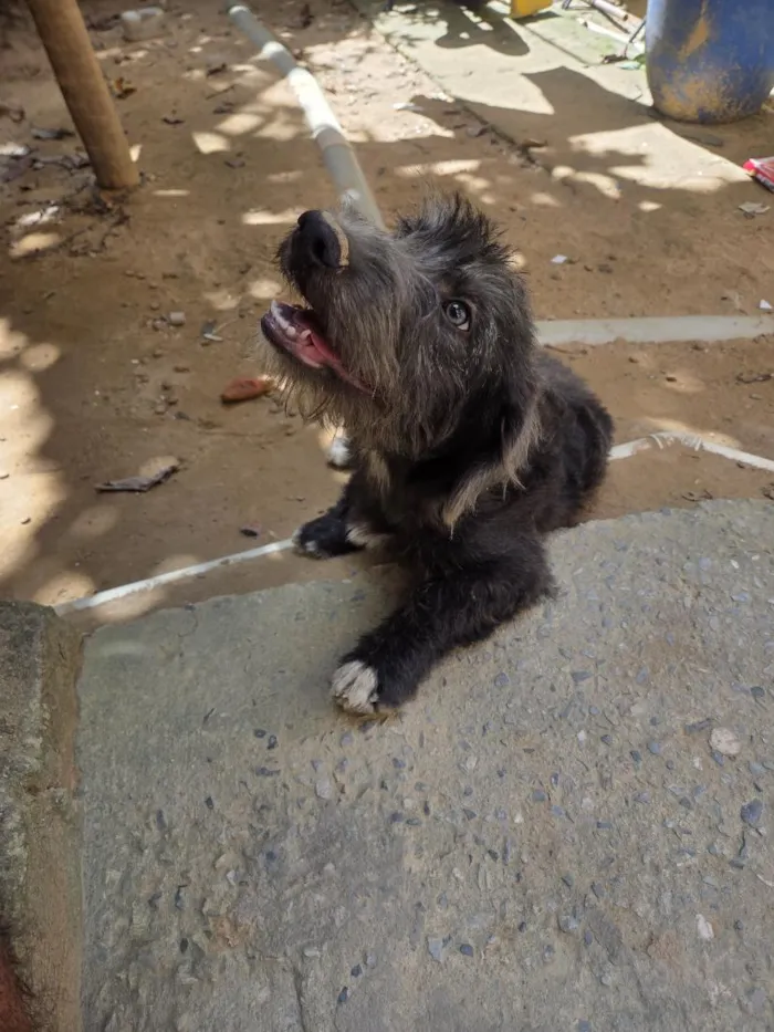 Cachorro raça SRD-ViraLata idade 7 a 11 meses nome Boris