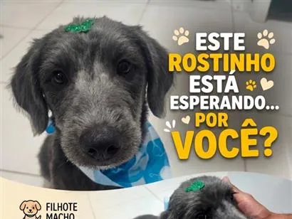 Cachorro raça SRD-ViraLata idade 7 a 11 meses nome Boris