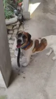 Bolinha