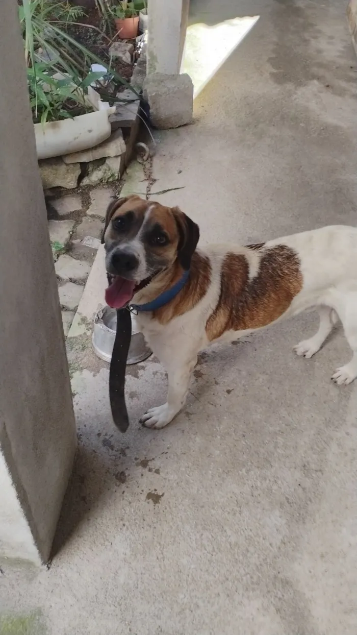 Cachorro raça Fox Terrier idade 1 ano nome Bolinha