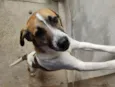 Bolinha