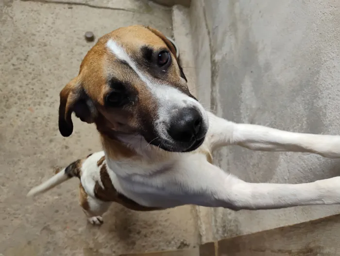 Cachorro raça Fox Terrier idade 1 ano nome Bolinha