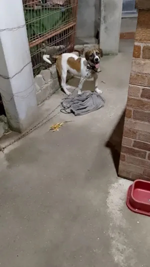 Cachorro raça Labrador idade 1 ano nome Valentim