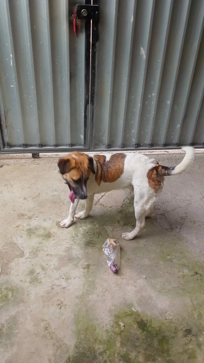 Cachorro raça Labrador idade 1 ano nome Valentim
