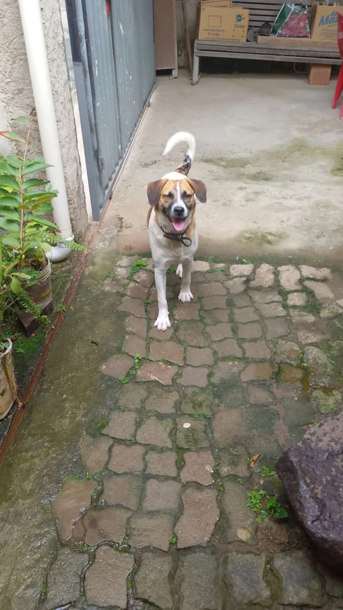 Cachorro raça Labrador idade 1 ano nome Valentim