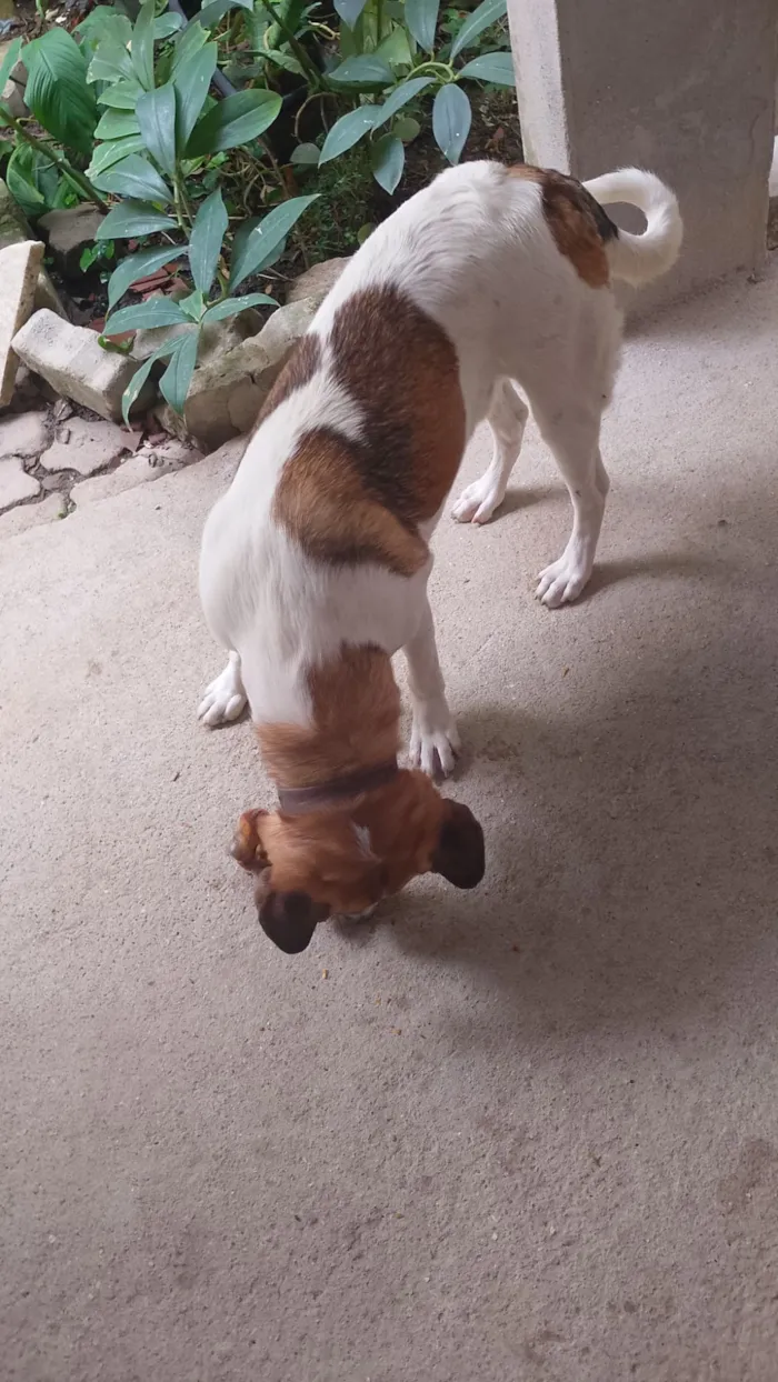 Cachorro raça Labrador idade 1 ano nome Valentim