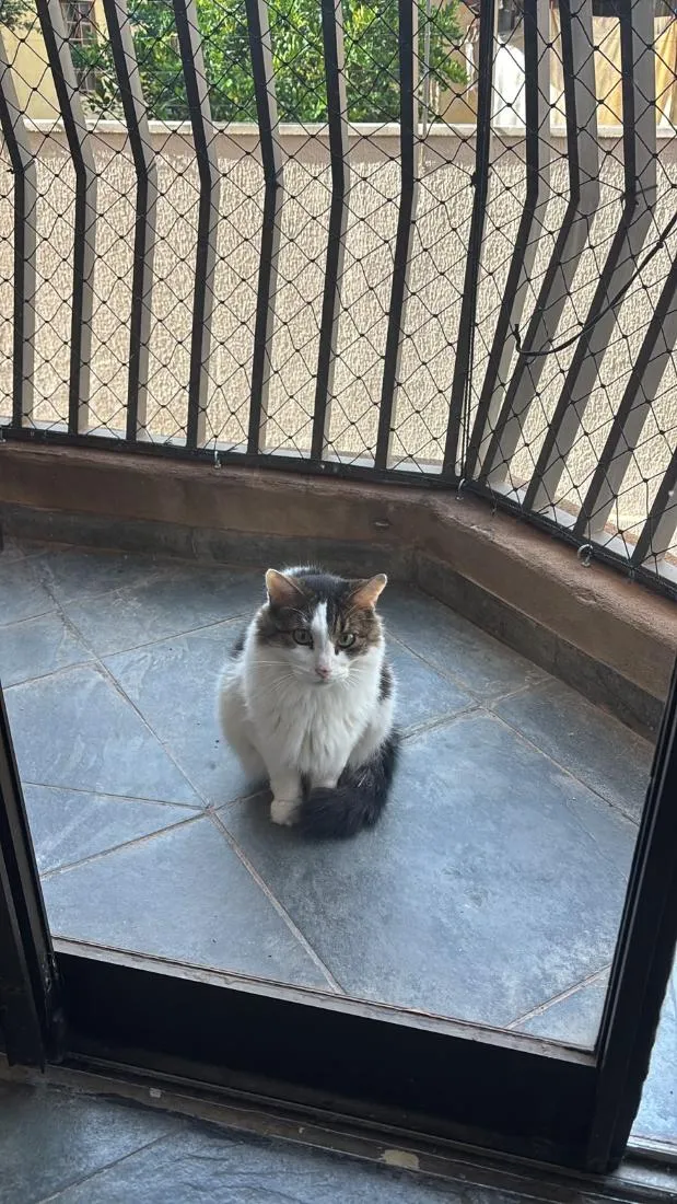 Gato raça SRD-ViraLata idade 6 ou mais anos nome Fofão e Doralice