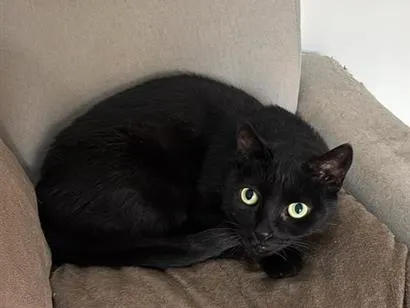 Gato raça SRD-ViraLata idade 6 ou mais anos nome Fofão e Doralice