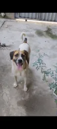 Bolinha