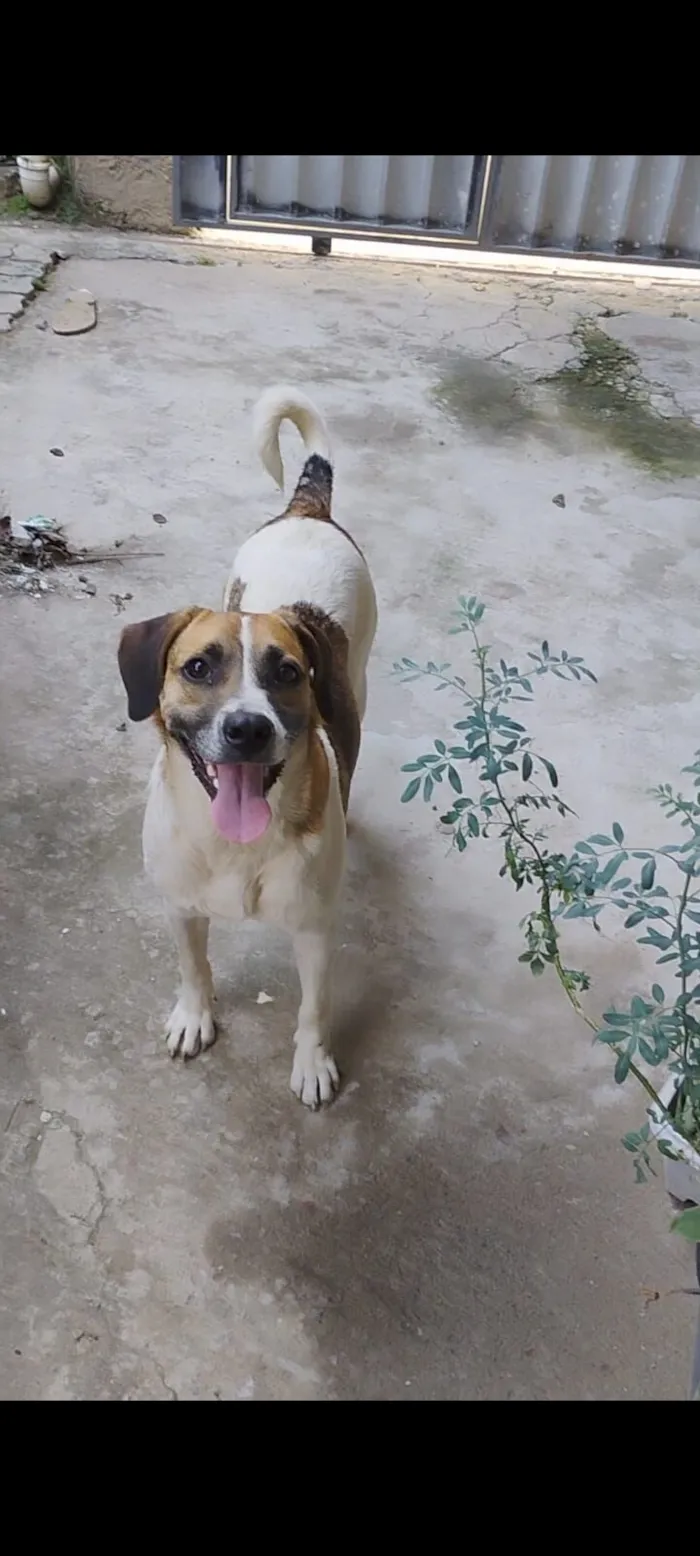 Cachorro raça Fox Terrier idade 1 ano nome Bolinha