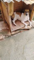 Bolinha