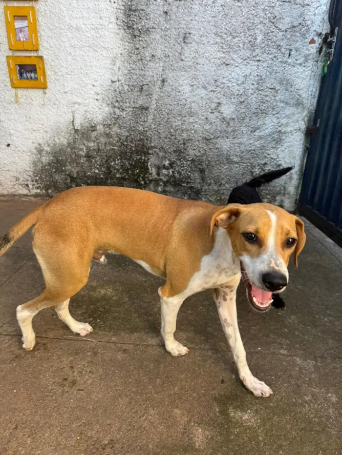 Cachorro raça SRD-ViraLata idade 1 ano nome Thor