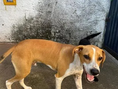Cachorro raça SRD-ViraLata idade 1 ano nome Thor