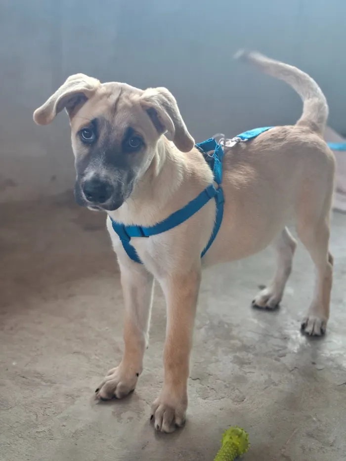 Cachorro raça Rottweiler idade 2 a 6 meses nome Thor