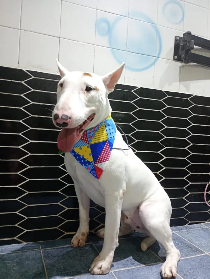Cachorro raça Pit-Bull idade 2 anos nome Bryan