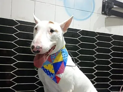 Cachorro raça Pit-Bull idade 2 anos nome Bryan