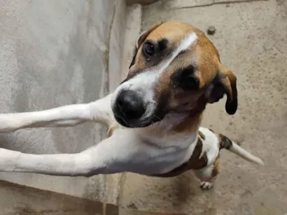 Cachorro raça Fox Terrier idade 1 ano nome Bolinha