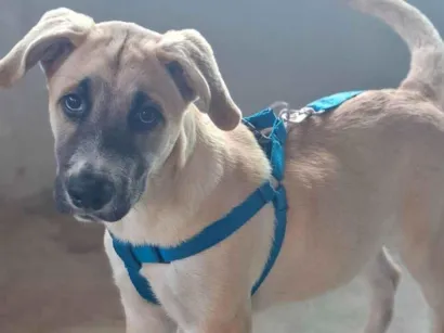 Cachorro raça Rottweiler idade 2 a 6 meses nome Thor