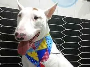 Cachorro raça Pit-Bull idade 2 anos nome Bryan