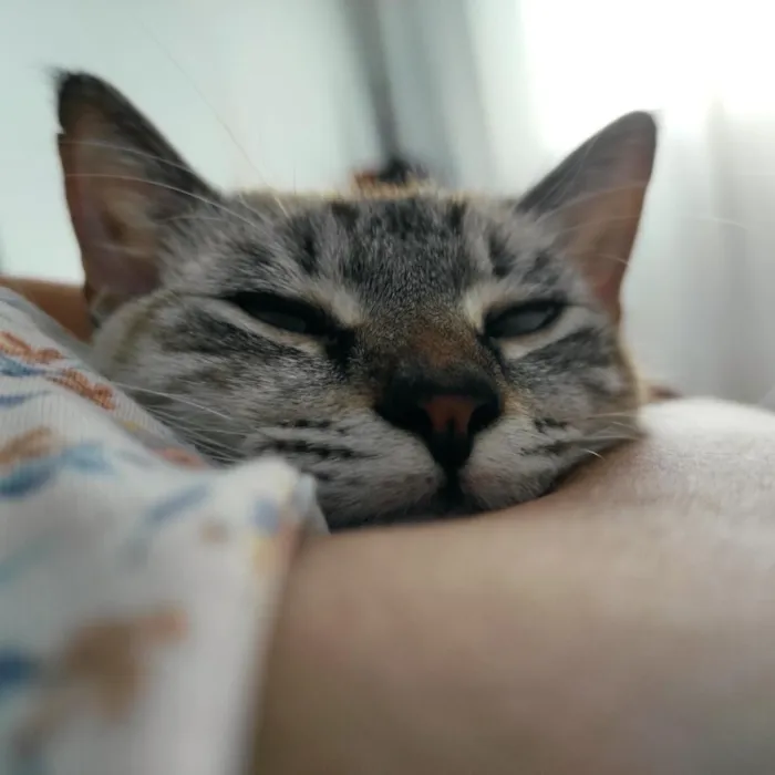 Gato raça SRD-ViraLata idade 1 ano nome Luna