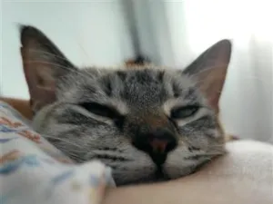 Gato raça SRD-ViraLata idade 1 ano nome Luna