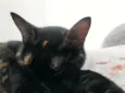 Mel