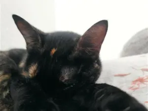 Gato raça SRD-ViraLata idade 3 anos nome Mel