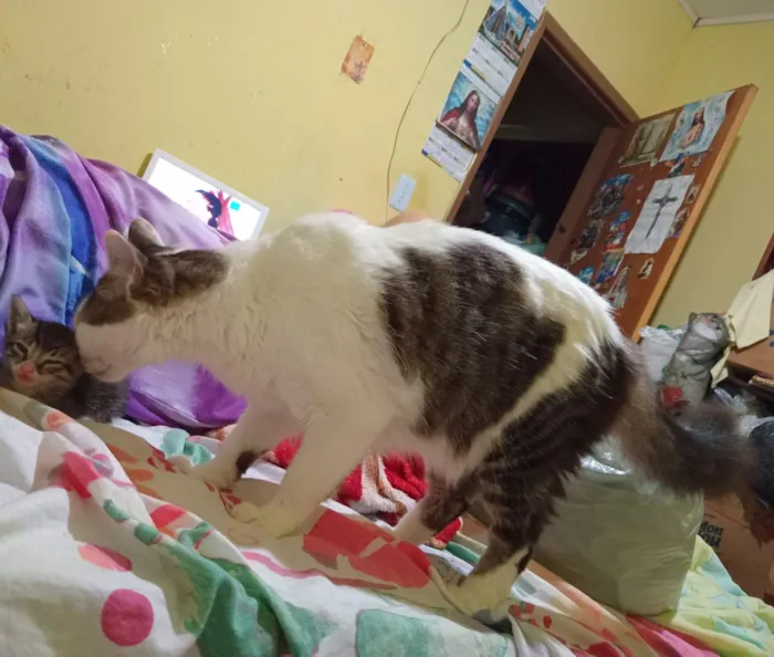 Gato raça SRD-ViraLata idade 6 ou mais anos nome Empresário