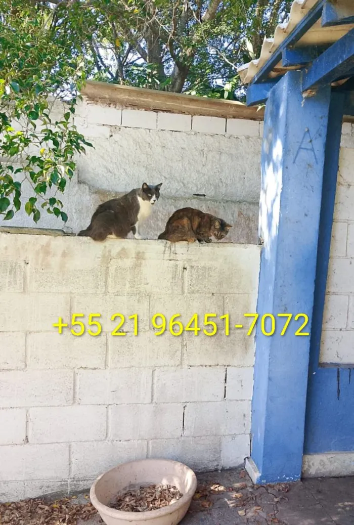 Gato raça SRD-ViraLata idade 1 ano nome Gatos da tutora falecida Martha Cibelli