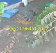 Gatos da tutora falecida Martha Cibelli