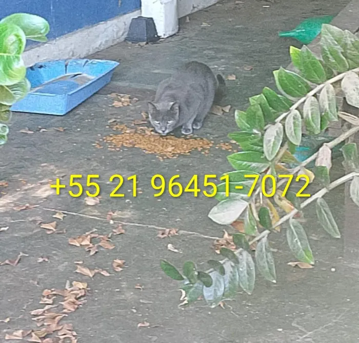 Gato raça SRD-ViraLata idade 1 ano nome Gatos da tutora falecida Martha Cibelli