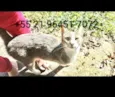 Gatos da tutora falecida Martha Cibelli