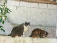 Gatos da tutora falecida Martha Cibelli