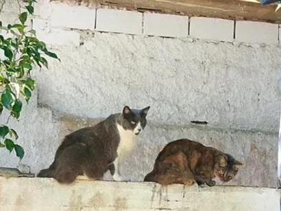 Gato raça SRD-ViraLata idade 1 ano nome Gatos da tutora falecida Martha Cibelli