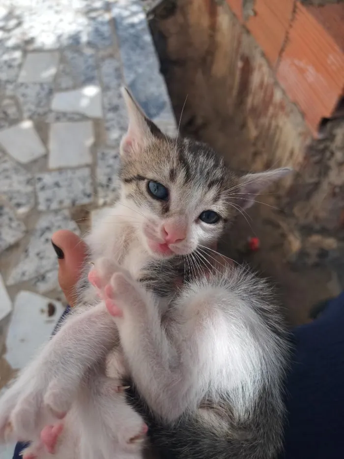 Gato raça SRD-ViraLata idade Abaixo de 2 meses nome Sem nome