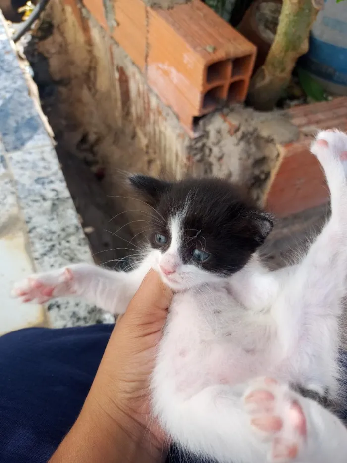 Gato raça SRD-ViraLata idade Abaixo de 2 meses nome Sem nome