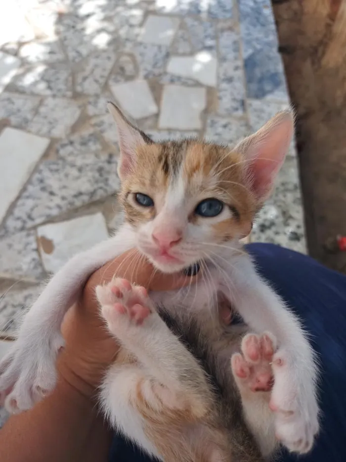 Gato raça SRD-ViraLata idade Abaixo de 2 meses nome Sem nome
