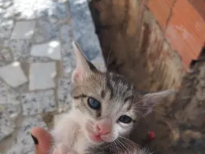 Gato raça SRD-ViraLata idade Abaixo de 2 meses nome Sem nome