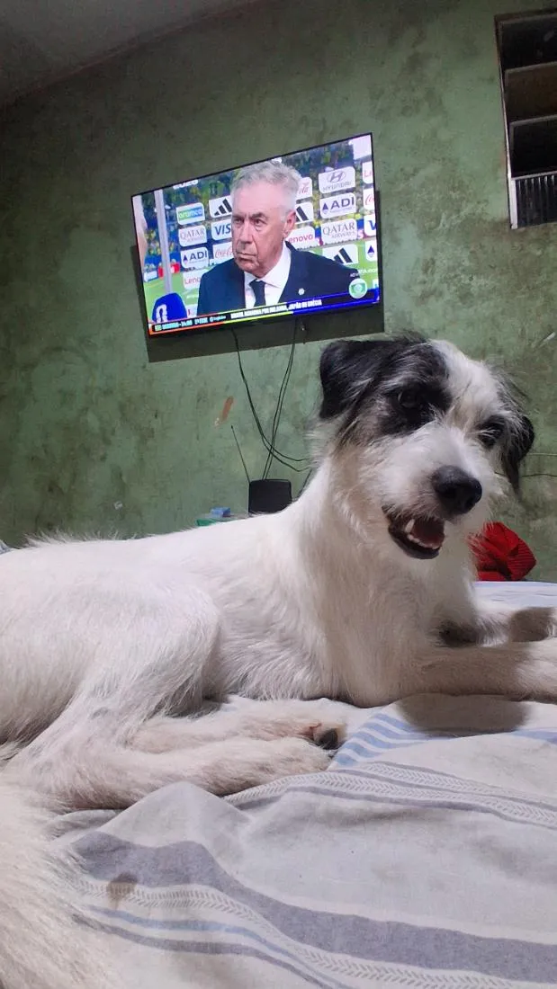 Cachorro raça SRD-ViraLata idade 2 a 6 meses nome Chloe