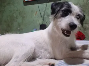 Cachorro raça SRD-ViraLata idade 2 a 6 meses nome Chloe