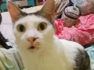 Gato raça SRD-ViraLata idade 6 ou mais anos nome Empresário