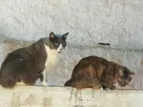 Gato raça SRD-ViraLata idade 1 ano nome Gatos da tutora falecida Martha Cibelli