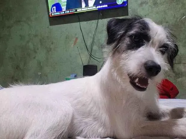 Cachorro raça SRD-ViraLata idade 2 a 6 meses nome Chloe