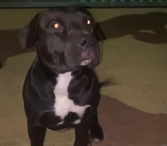 Cachorro raça Pit-Bull idade 7 a 11 meses nome Negão
