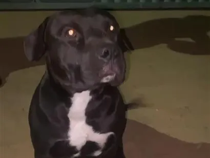 Cachorro raça Pit-Bull idade 7 a 11 meses nome Negão