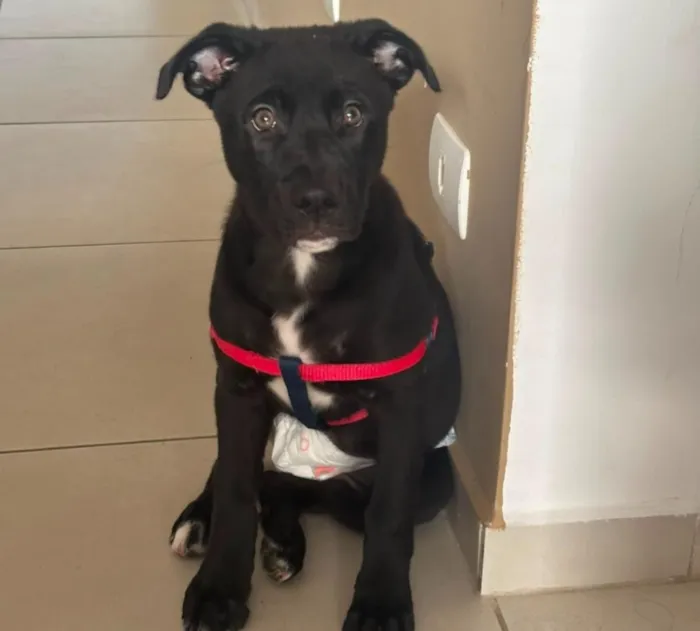 Cachorro raça SRD-ViraLata idade 2 a 6 meses nome Pandora